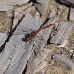 Diplacodes bipunctata at Fyshwick, ACT - 11 Sep 2020