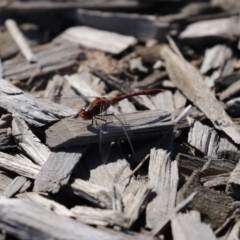 Diplacodes bipunctata at Fyshwick, ACT - 11 Sep 2020