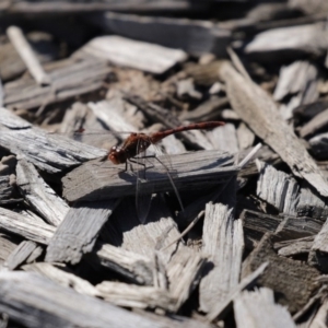 Diplacodes bipunctata at Fyshwick, ACT - 11 Sep 2020