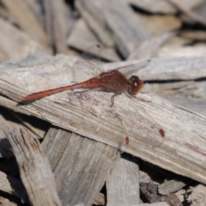 Diplacodes bipunctata at Fyshwick, ACT - 11 Sep 2020