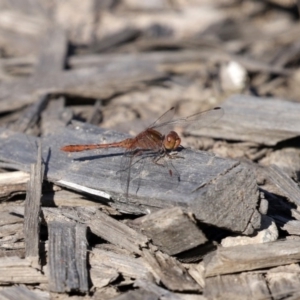 Diplacodes bipunctata at Fyshwick, ACT - 11 Sep 2020