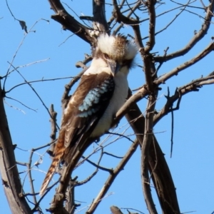 Dacelo novaeguineae at Fyshwick, ACT - 11 Sep 2020