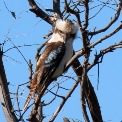 Dacelo novaeguineae (Laughing Kookaburra) at Jerrabomberra Wetlands - 11 Sep 2020 by RodDeb