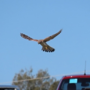 Falco cenchroides at Fyshwick, ACT - 11 Sep 2020 01:27 PM