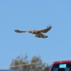 Falco cenchroides at Fyshwick, ACT - 11 Sep 2020 01:27 PM