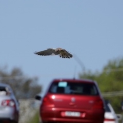 Falco cenchroides at Fyshwick, ACT - 11 Sep 2020 01:27 PM