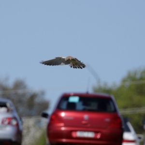 Falco cenchroides at Fyshwick, ACT - 11 Sep 2020