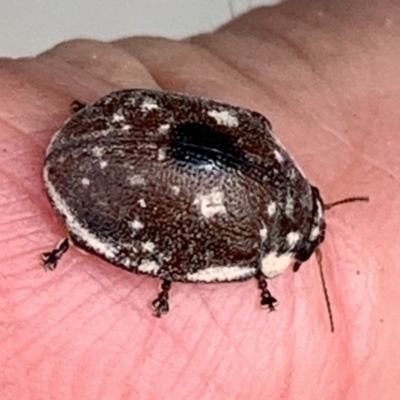 Trachymela sp. (genus) (Brown button beetle) at Black Range, NSW - 12 Sep 2020 by StephH