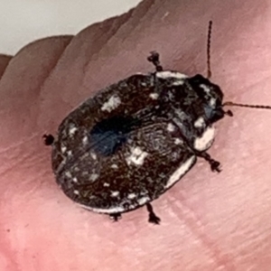 Trachymela sp. (genus) at Black Range, NSW - 12 Sep 2020