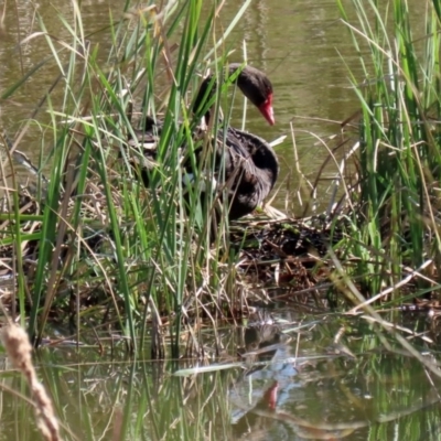 Cygnus atratus (Black Swan) at Fyshwick, ACT - 11 Sep 2020 by RodDeb