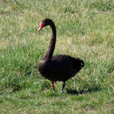 Cygnus atratus (Black Swan) at Fyshwick, ACT - 11 Sep 2020 by RodDeb