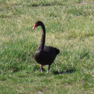 Cygnus atratus at Fyshwick, ACT - 11 Sep 2020