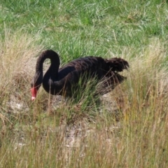 Cygnus atratus at Fyshwick, ACT - 11 Sep 2020