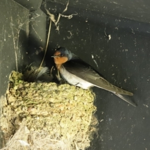 Hirundo neoxena at Fyshwick, ACT - 11 Sep 2020 12:27 PM