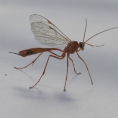 Enicospilus sp. (genus) (An ichneumon wasp) at Higgins, ACT - 11 Sep 2020 by AlisonMilton