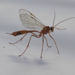 Enicospilus sp. (genus) (An ichneumon wasp) at Higgins, ACT - 12 Sep 2020 by AlisonMilton