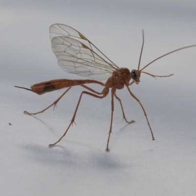 Enicospilus sp. (genus) (An ichneumon wasp) at Higgins, ACT - 11 Sep 2020 by AlisonMilton