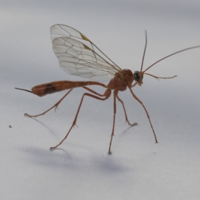 Enicospilus sp. (genus) (An ichneumon wasp) at Higgins, ACT - 12 Sep 2020 by AlisonMilton