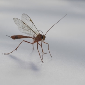 Enicospilus sp. (genus) at Higgins, ACT - 12 Sep 2020