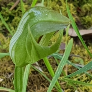 Pterostylis curta at Green Cape, NSW - 11 Sep 2020