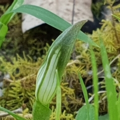 Pterostylis curta at Green Cape, NSW - suppressed