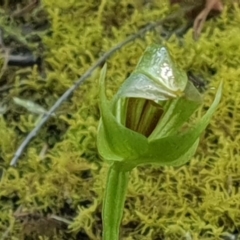 Pterostylis curta at Green Cape, NSW - suppressed