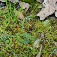 Pterostylis curta at Green Cape, NSW - 11 Sep 2020