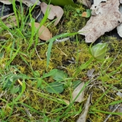 Pterostylis curta at Green Cape, NSW - suppressed