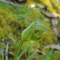 Pterostylis curta at Green Cape, NSW - 11 Sep 2020