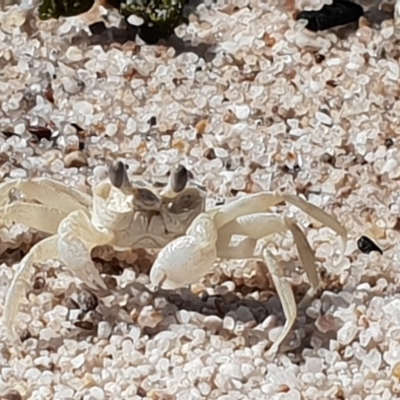 Ocypode cordimana (Smooth-Handed Ghost Crab) at Ben Boyd National Park - 11 Sep 2020 by Jennifer Willcox
