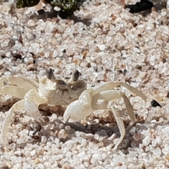Ocypode cordimana (Ghost crab) at Green Cape, NSW - 11 Sep 2020 by Jennifer Willcox