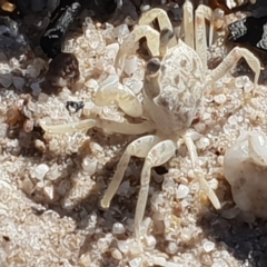 Ocypode cordimana at Green Cape, NSW - 11 Sep 2020