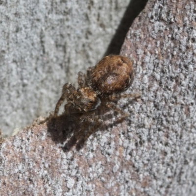 Servaea sp. (genus) (Unidentified Servaea jumping spider) at Hawker, ACT - 12 Sep 2020 by AlisonMilton