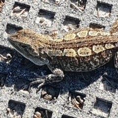 Amphibolurus muricatus (Jacky Lizard) at Green Cape, NSW - 11 Sep 2020 by JenniferWillcox