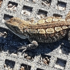 Amphibolurus muricatus (Jacky Lizard) at Ben Boyd National Park - 11 Sep 2020 by JenniferWillcox