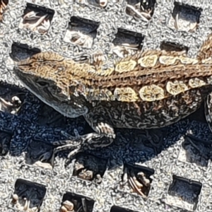 Amphibolurus muricatus at Green Cape, NSW - 11 Sep 2020