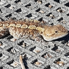 Amphibolurus muricatus at Green Cape, NSW - 11 Sep 2020