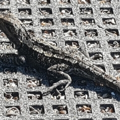 Amphibolurus muricatus at Green Cape, NSW - 11 Sep 2020