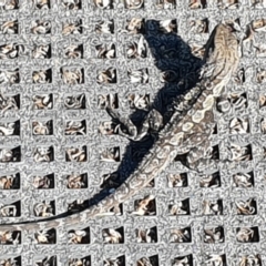 Amphibolurus muricatus at Green Cape, NSW - 11 Sep 2020
