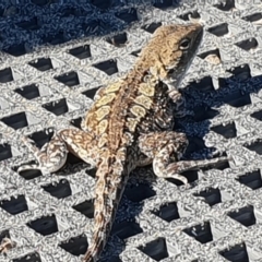 Amphibolurus muricatus at Green Cape, NSW - 11 Sep 2020