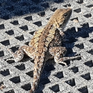 Amphibolurus muricatus at Green Cape, NSW - 11 Sep 2020