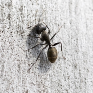 Camponotus aeneopilosus at Hawker, ACT - 12 Sep 2020