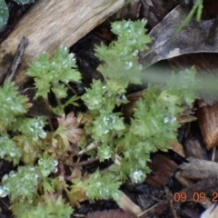 Aphanes arvensis (Parsley Piert) at Weston, ACT - 8 Sep 2020 by AliceH