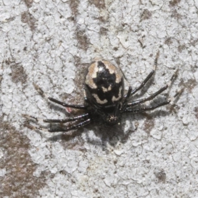 Euryopis splendens (Splendid tick spider) at Hawker, ACT - 12 Sep 2020 by AlisonMilton