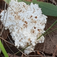 Laetiporus portentosus at Eden, NSW - 7 Sep 2020 by Jennifer Willcox