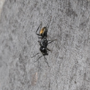 Camponotus aeneopilosus at Scullin, ACT - 12 Sep 2020 12:27 PM