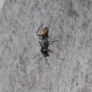 Camponotus aeneopilosus at Scullin, ACT - 12 Sep 2020