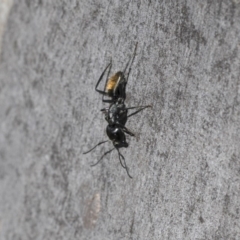 Camponotus aeneopilosus (A Golden-tailed sugar ant) at Scullin, ACT - 12 Sep 2020 by AlisonMilton
