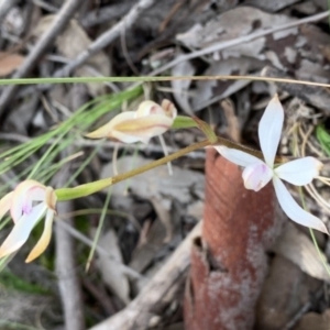 Caladenia ustulata at Nanima, NSW - suppressed