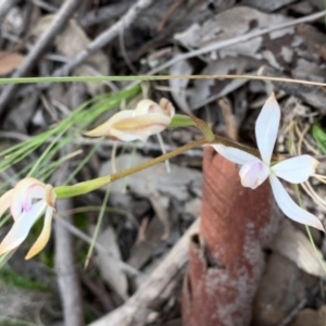 Caladenia ustulata at Nanima, NSW - 12 Sep 2020